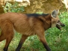 reserve-zoologique-de-calviac10