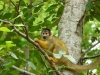 reserve-zoologique-de-calviac11