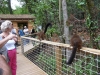 reserve-zoologique-de-calviac12