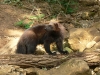 reserve-zoologique-de-calviac16