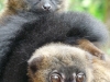 reserve-zoologique-de-calviac5