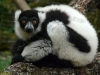 reserve-zoologique-de-calviac6